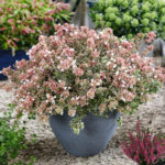abelia_resized