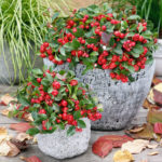 gaultheria_resized