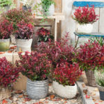 leucothoe_resized